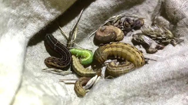 يرقات فراشة العث