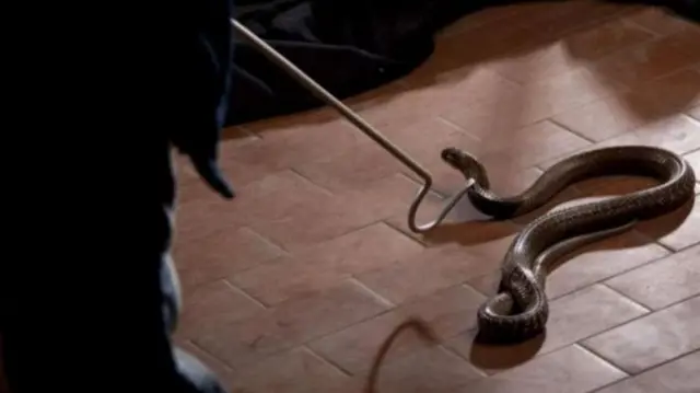 கொடிய விஷம் கொண்ட பாம்புகள் இந்தியா