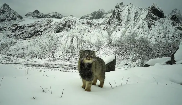 Un chat de Pallas observe un piège photographique à près de 5 000 mètres d’altitude dans la vallée reculée de Mago Chu, en Inde.