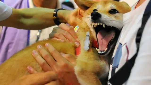 โรคพิษสุนัขบ้า ที่กำลังระบาดตอนนี้