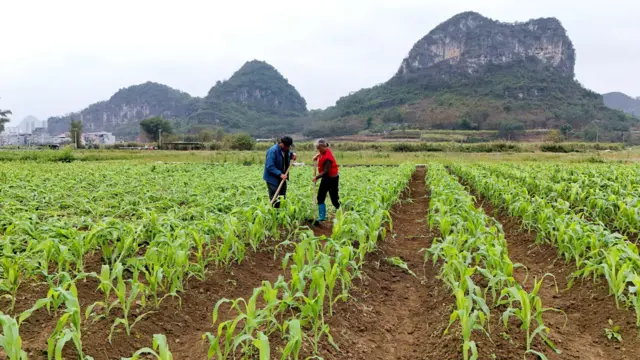廣西來賓忻城縣城關鎮板河村一對年長農民夫婦在農地上除草（18/2/2026）