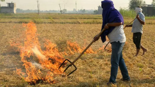 প্রতি বছর পাঞ্জাবে এভাবেই 'পরালি' জ্বালান কৃষকরা