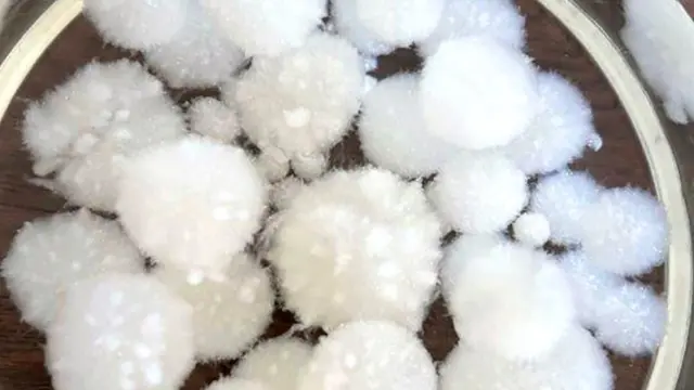 مادة الميسيلوم