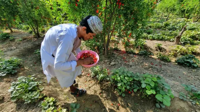 کندهار کې د ځمکې توتان