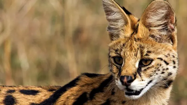 Самка сервала (Leptailurus serval)