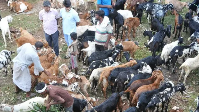 بازار موقت فروش بز در کلکته