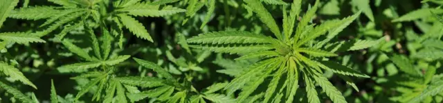 канабис