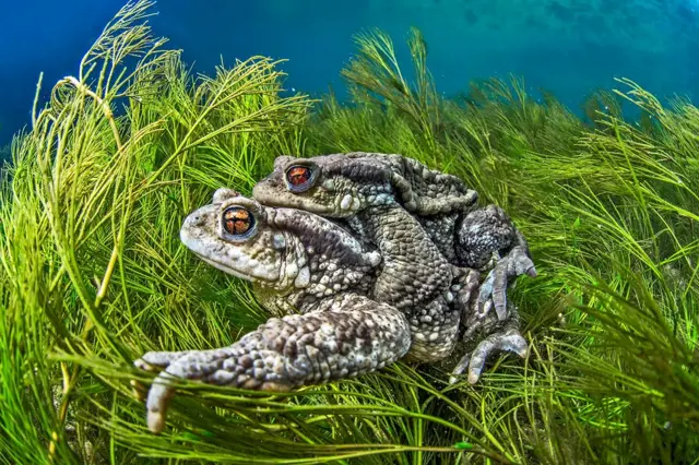 ‘ፍቕሪ ሓርጃማት’