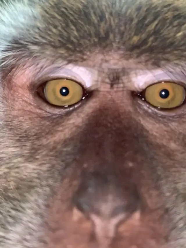 মি. জাকরিজের ফোনের ভিডিও থেকে নেয়া স্ত্রিন শট