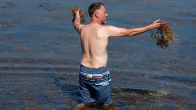 సముద్రపు నాచు