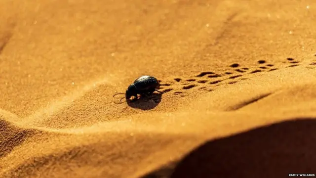 ਕੈਥੀ ਵਿਲੀਅਮਜ਼