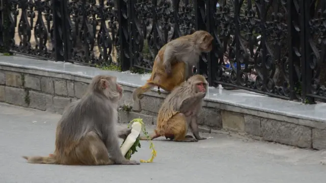 शिमला, कोरोना वायरस