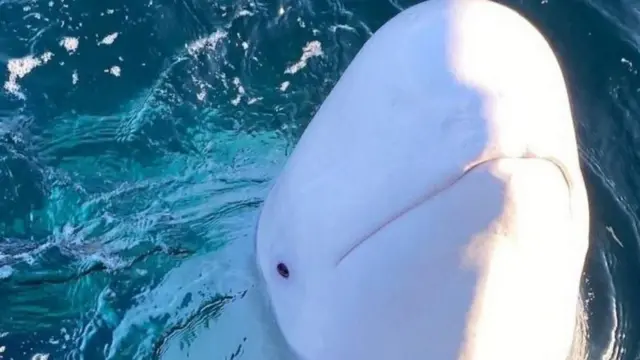 Falmitoonni mirgaa qurxummiin kuni rasaasaan ajjeefame jedhanii turan