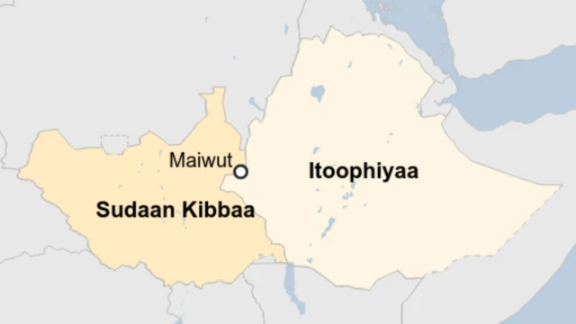 Iddoo itti argama Pagak, Maiwut