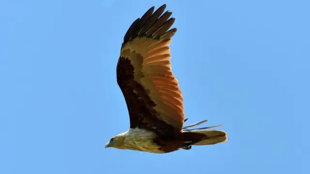 கருடன் அல்லது செம்பருந்து.