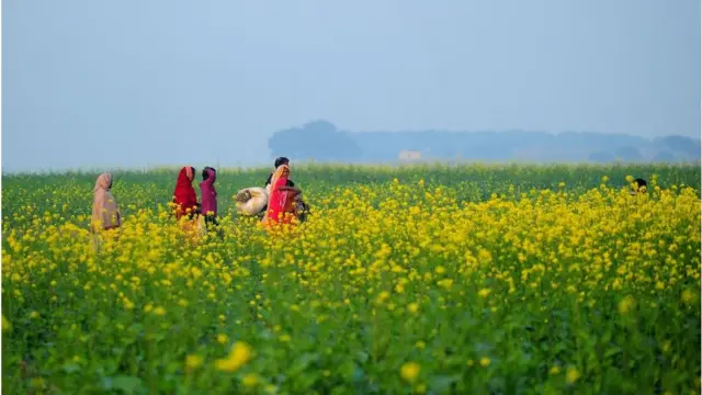 ખાદ્ય તેલ