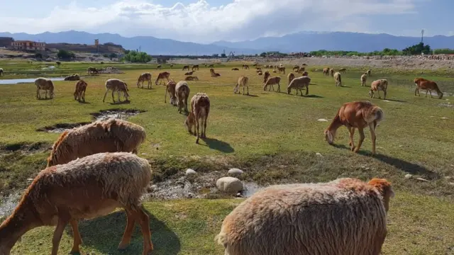 صیاد