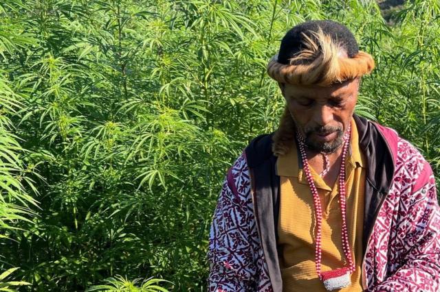 Greek Zueni rodeado por uma plantaçãocassino online seguromaconha