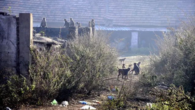 కోతుల సమస్య