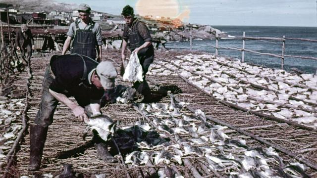 Can cod comeback keep a Canadian fishery afloat? - BBC News