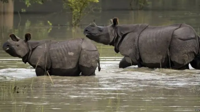 ਜੀਵ ਜੰਤੂ