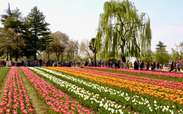 ਕਸ਼ਮੀਰ ਚ ਬਹਾਰ ਦੌਰਾਨ ਖਿੜੇ ਫੁੱਲ