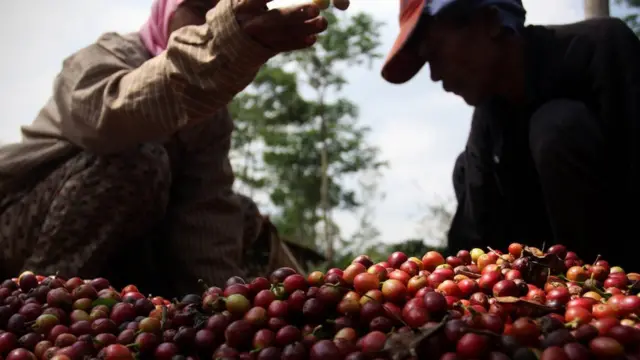 அழிவின் விளிம்பில் இருக்கிறதா காபி?