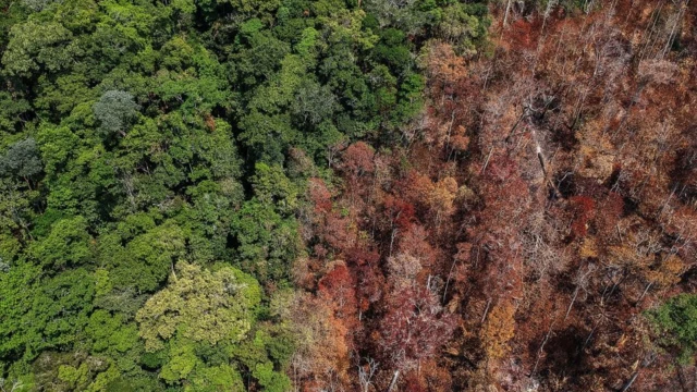 Burnt area in a rain forest
