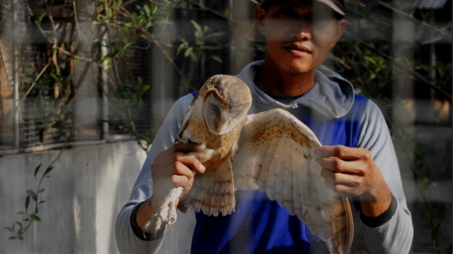 Tyto alba di tempat karantina Desa Tlogoweru