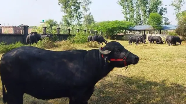 मुर्रा भैँसी