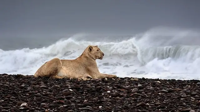 Gamma, a desert lioness, guards a Cape fur seal carcass out of view on a beach in Namibia (Credit: Griet Van Malderen)