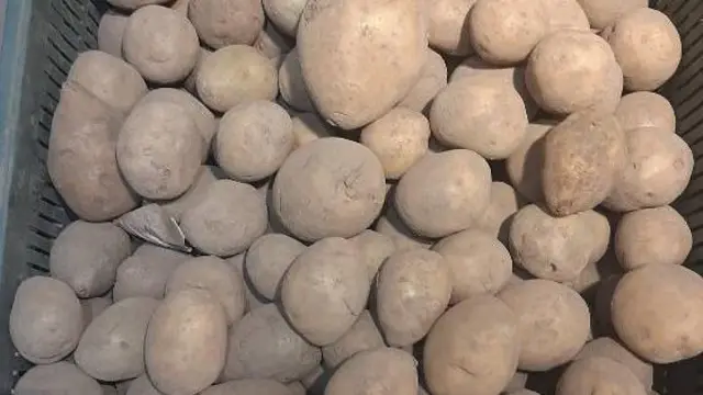 Картошканы Кыргызстандын дээрлик баардык аймагында өстүрсө болот. Бирок ошого карабай сырттан ташып келген учурлар бар...