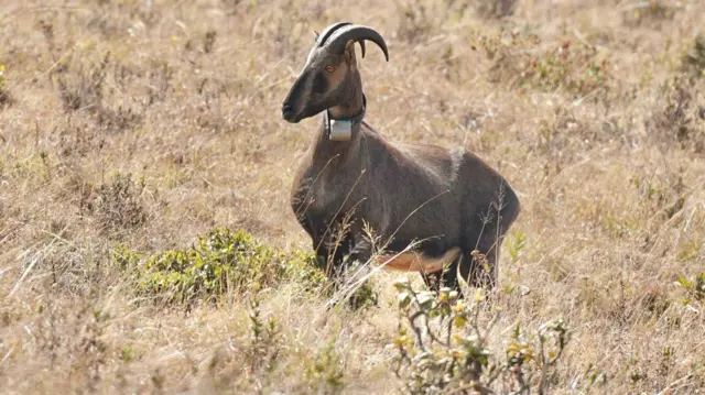 வரையாடு, தமிழ்நாடு, கேரளா, மேற்குத்தொடர்ச்சி மலை, வன விலங்குகள், காடுகள் 