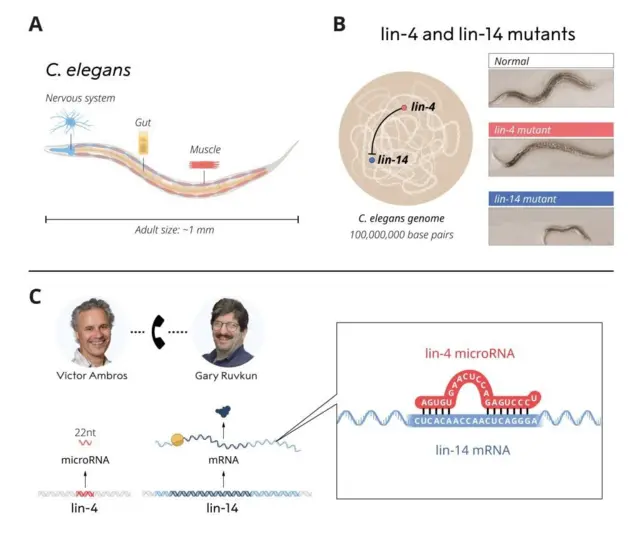 mRNA పరిశోధకులు