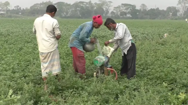 বীজ, সার ও শ্রমিকের মজুরি মিলিয়ে এবছর আলুর চাষের খরচ বেশি পড়েছে বলে জানাচ্ছেন চাষীরা