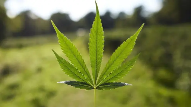 கஞ்சா, போதைப்பொருள், விவசாயம் 