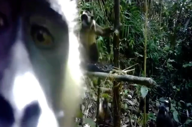 Gambar primata di kamera