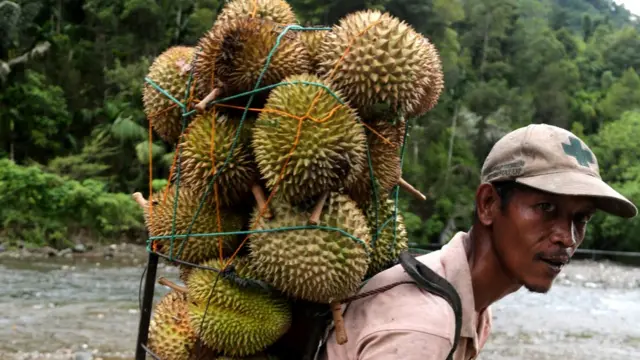 Durian, king of fruit
