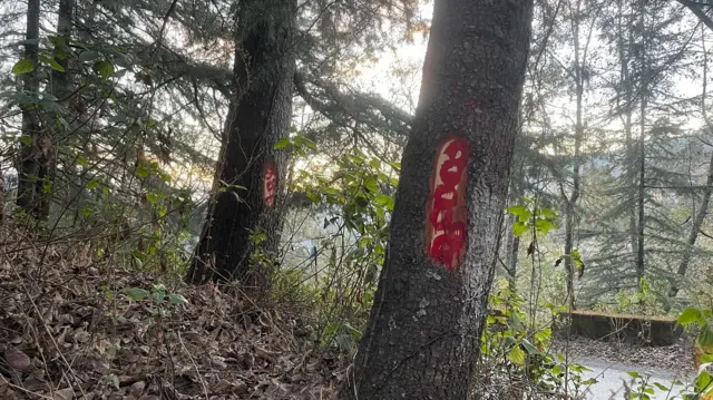 जागेश्वर का जंगल