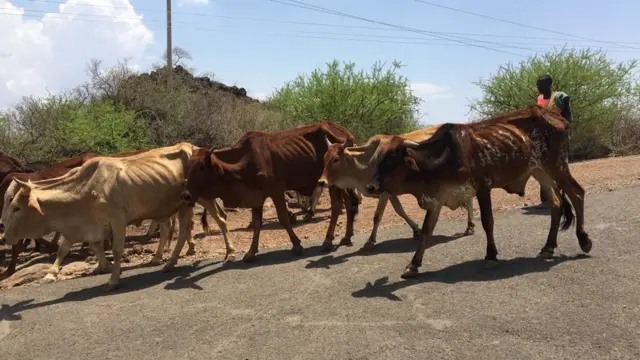 Qaroqchi oz xotinini kvartirada sikdi. Hojatxonadagi qizlar sizni mushukni yalashga majbur qiladi
