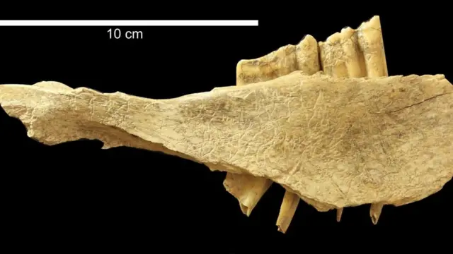 Una muestra arqueolócia