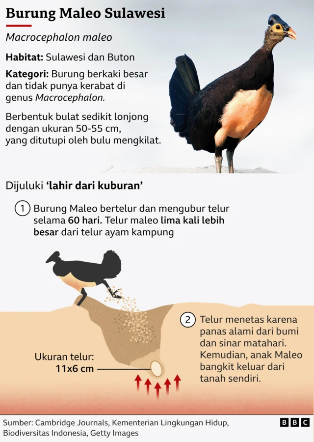 Burung Maleo Sulawesi