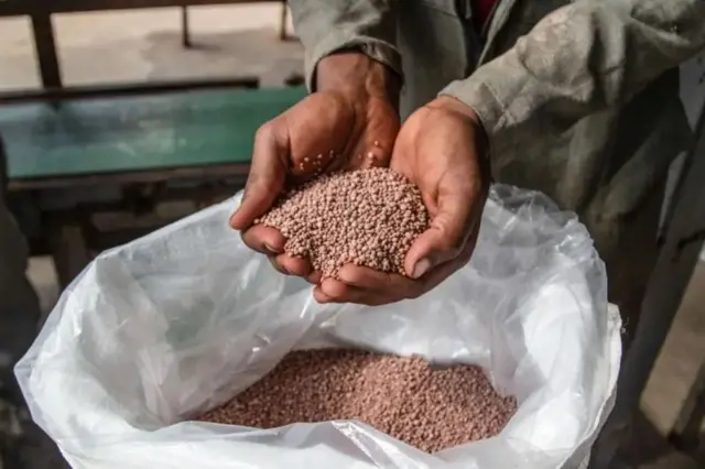 مردی یک مشت از دانه‌های قهوه‌ای رنگ کود نیتروژنی از کیسه‌ای برداشته و در دست گرفته