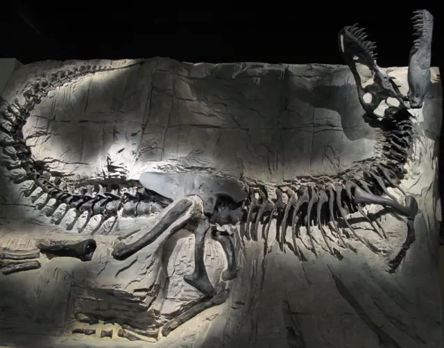 A pristine fossilised skeleton of Tyrannosaurus Rex. Its body lies encased in the rock it was fossilised within and it stretches out from its long tail on the left of the fossil to its open jaws.  
