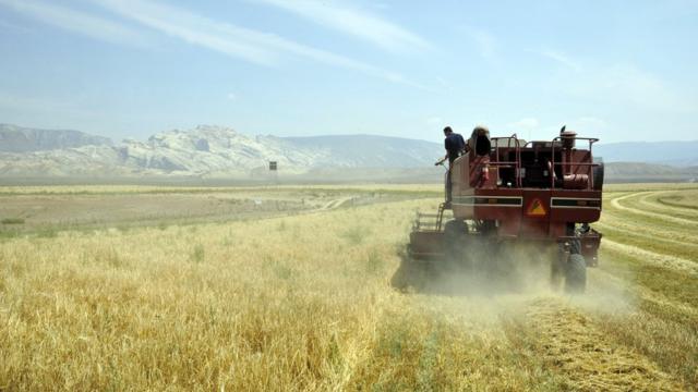美國猶他州詹森市的艾斯克蘭迪農場正在收割燕麥。
