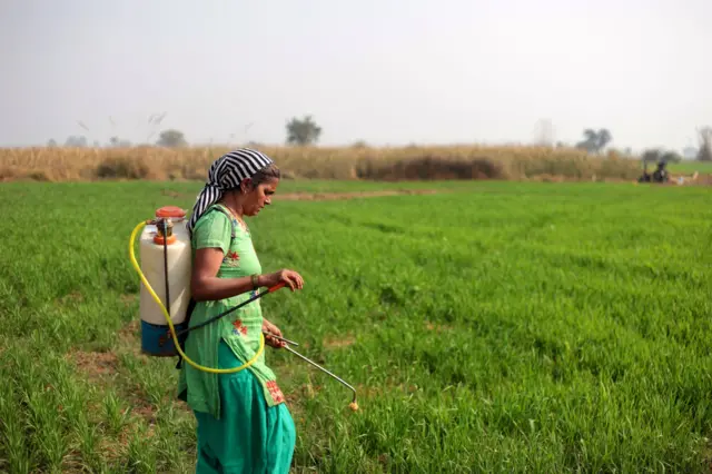 ખેડૂતો મગફળીની ખેતી તરફ કેમ વળી રહ્યા છે?