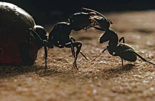 અન્ય કીડીને પોષણ આપી રહેલી હનિપૉટ કીડી 