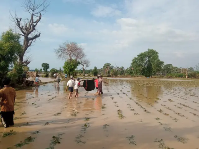 မိုခါမုန်တိုင်း၊ မကွေးမြို့၊ ဆင်ဖြူကျွန်းမြို့နယ်၊ ရေနစ်မြုပ်