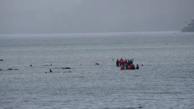 Crews assisting the stranded whales