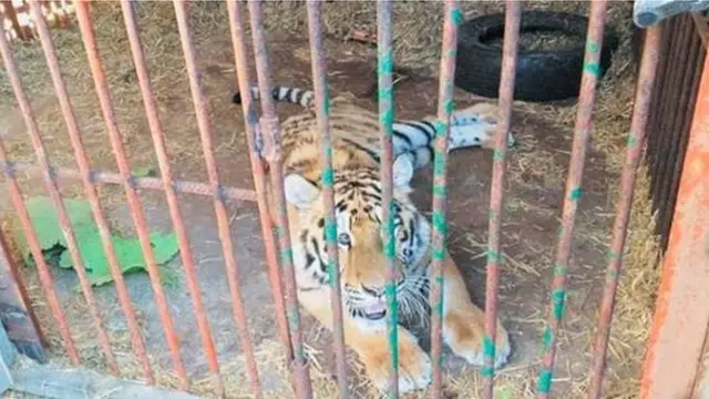 kebun binatang, hewan